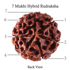 7 Mukhi Hybrid Rudraksha - Bead No. 17
