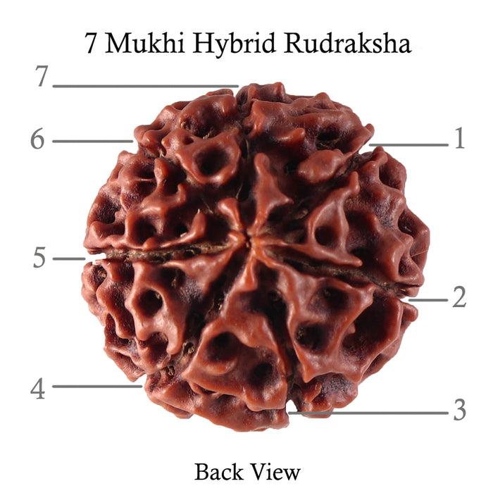 7 Mukhi Hybrid Rudraksha - Bead No. 17