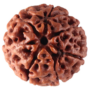 7 Mukhi Hybrid Rudraksha - Bead No. 18