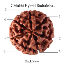 Load image into Gallery viewer, 7 Mukhi Hybrid Rudraksha - Bead No. 18
