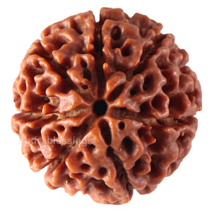 7 Mukhi Hybrid Rudraksha - Bead No. 19