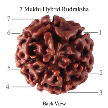 Load image into Gallery viewer, 7 Mukhi Hybrid Rudraksha - Bead No. 19
