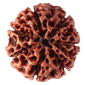 7 Mukhi Hybrid Rudraksha - Bead No. 20