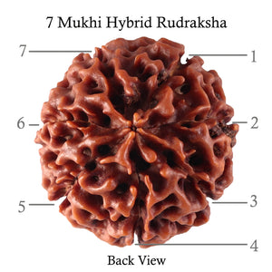 7 Mukhi Hybrid Rudraksha - Bead No. 20