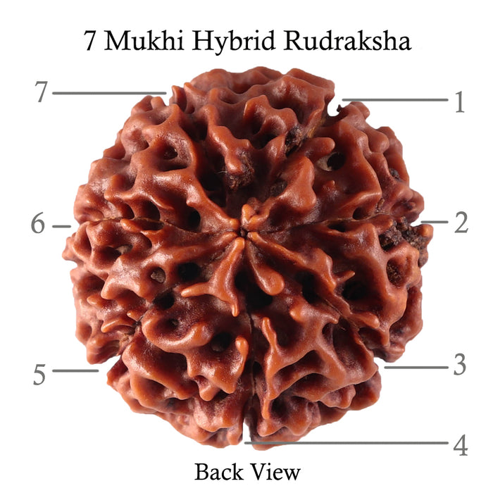 7 Mukhi Hybrid Rudraksha - Bead No. 20