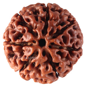7 Mukhi Hybrid Rudraksha - Bead No. 21