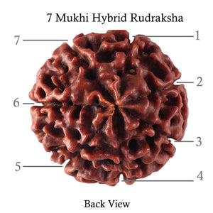 7 Mukhi Hybrid Rudraksha - Bead No. 22