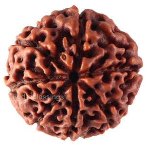 7 Mukhi Hybrid Rudraksha - Bead No. 23