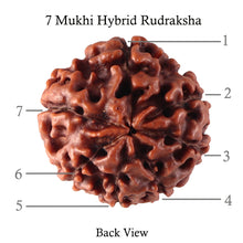 Load image into Gallery viewer, 7 Mukhi Hybrid Rudraksha - Bead No. 23
