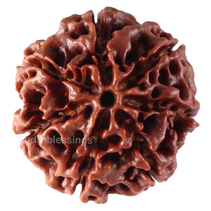 7 Mukhi Hybrid Rudraksha - Bead No. 24