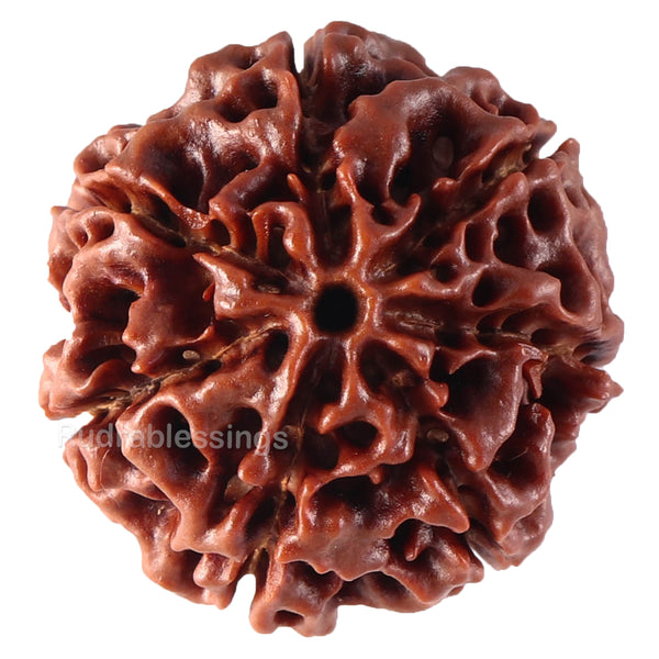7 Mukhi Hybrid Rudraksha - Bead No. 24