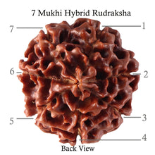 Load image into Gallery viewer, 7 Mukhi Hybrid Rudraksha - Bead No. 24
