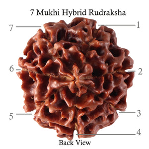 7 Mukhi Hybrid Rudraksha - Bead No. 24