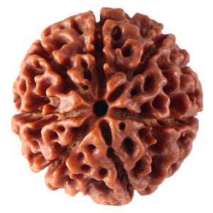 7 Mukhi Hybrid Rudraksha - Bead No. 25