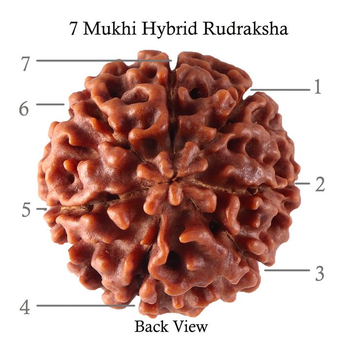 7 Mukhi Hybrid Rudraksha - Bead No. 25
