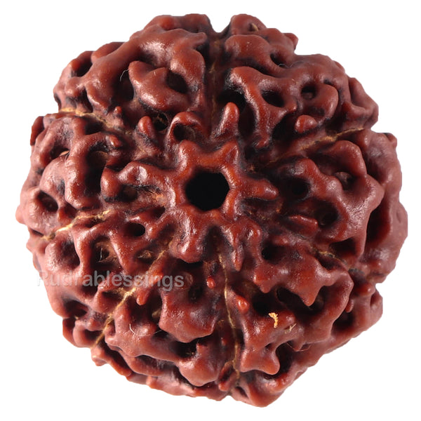 7 Mukhi Hybrid Rudraksha - Bead No. 26