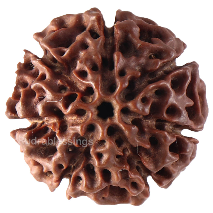 7 Mukhi Hybrid Rudraksha - Bead No. 27