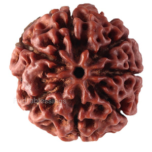 7 Mukhi Hybrid Rudraksha - Bead No. 28