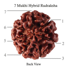 Load image into Gallery viewer, 7 Mukhi Hybrid Rudraksha - Bead No. 28
