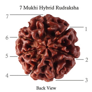7 Mukhi Hybrid Rudraksha - Bead No. 28
