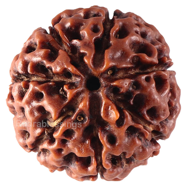 7 Mukhi Hybrid Rudraksha - Bead No. 29