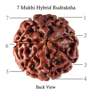 7 Mukhi Hybrid Rudraksha - Bead No. 29