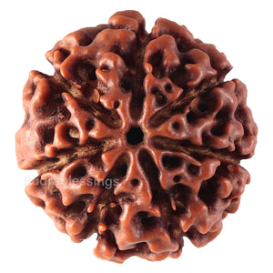 7 Mukhi Hybrid Rudraksha - Bead No. 30