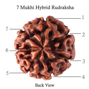 7 Mukhi Hybrid Rudraksha - Bead No. 30