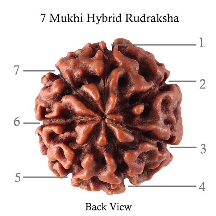 7 Mukhi Hybrid Rudraksha - Bead No. 30