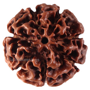 7 Mukhi Hybrid Rudraksha - Bead No. 31