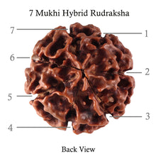 Load image into Gallery viewer, 7 Mukhi Hybrid Rudraksha - Bead No. 31
