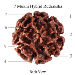 7 Mukhi Hybrid Rudraksha - Bead No. 31