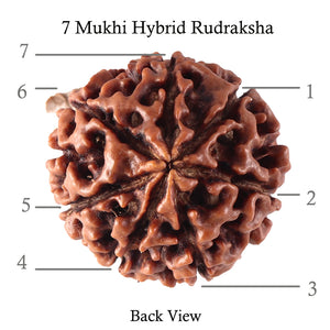 7 Mukhi Hybrid Rudraksha - Bead No. 33