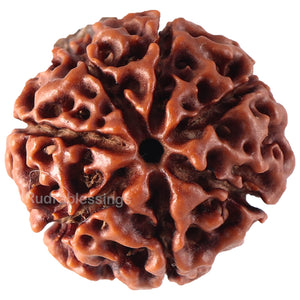 7 Mukhi Hybrid Rudraksha - Bead No. 34