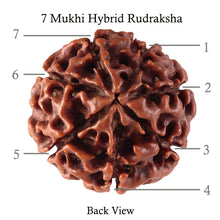 Load image into Gallery viewer, 7 Mukhi Hybrid Rudraksha - Bead No. 34

