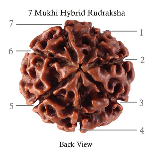 7 Mukhi Hybrid Rudraksha - Bead No. 34