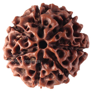 7 Mukhi Hybrid Rudraksha - Bead No. 35