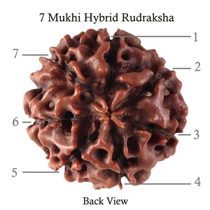 7 Mukhi Hybrid Rudraksha - Bead No. 35