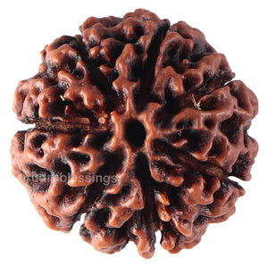 7 Mukhi Hybrid Rudraksha - Bead No. 36