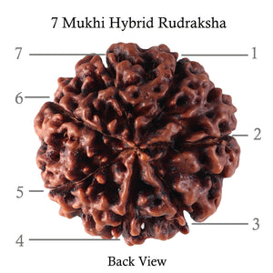 7 Mukhi Hybrid Rudraksha - Bead No. 36