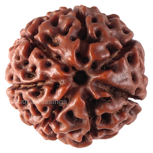 7 Mukhi Hybrid Rudraksha - Bead No. 38