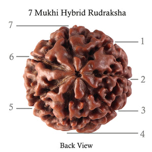 7 Mukhi Hybrid Rudraksha - Bead No. 38