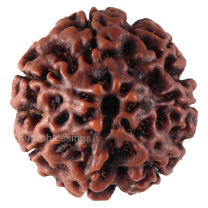 7 Mukhi Hybrid Rudraksha - Bead No. 39