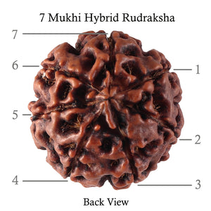 7 Mukhi Hybrid Rudraksha - Bead No. 39