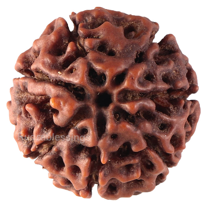 7 Mukhi Hybrid Rudraksha - Bead No. 40