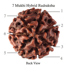 Load image into Gallery viewer, 7 Mukhi Hybrid Rudraksha - Bead No. 40
