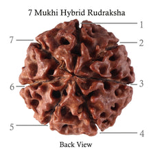 Load image into Gallery viewer, 7 Mukhi Hybrid Rudraksha - Bead No. 41

