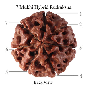7 Mukhi Hybrid Rudraksha - Bead No. 41