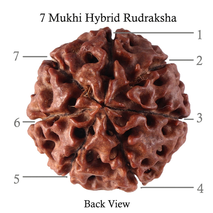 7 Mukhi Hybrid Rudraksha - Bead No. 41