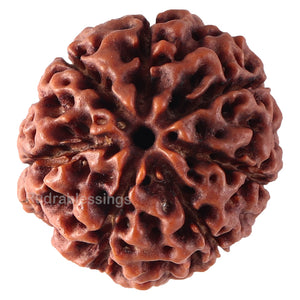 7 Mukhi Hybrid Rudraksha - Bead No. 44